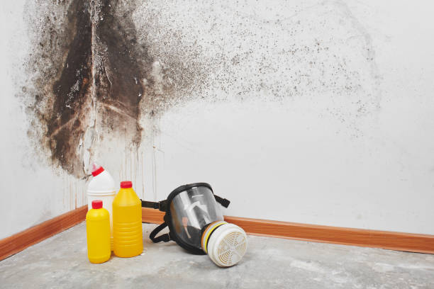 Best Black Mold Remediation in Worthington, OH