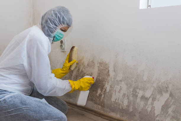 Best Residential Mold Remediation in Worthington, OH