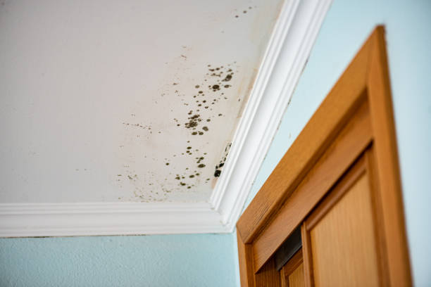 Best Residential Mold Remediation in Worthington, OH