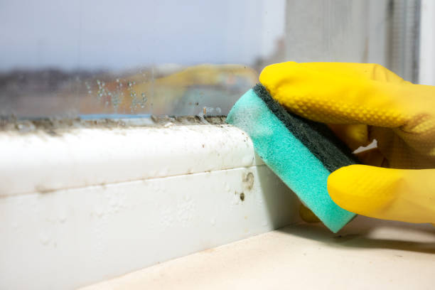 Best Bathroom Mold Remediation in Worthington, OH
