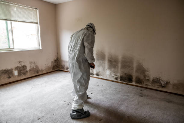 Best HVAC Mold Remediation in Worthington, OH